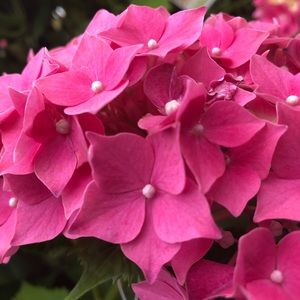 Meet your Posher, Soella